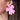 Large Pink Bow Beaded Earrings